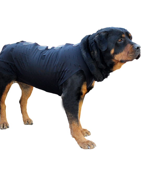 3 peaks aspire dog jacket Cinosural International School